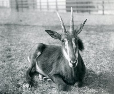 Een jonge Sabelantilope zittend in de Londense Dierentuin, ca.1912 door Frederick William Bond